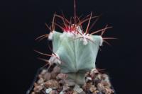 Echinocactus platyacanthus ingens RS 184.jpg